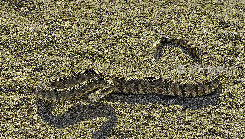 多年生的;加州;Chamaesyce albomarginata;大戟属植物albomarginata;约书亚树国家公园;莫哈韦沙漠;莫哈韦和科罗拉多沙漠生物圈保护区;国家公园;多年生的;响尾蛇杂草;圣贝纳迪诺县;索诺兰沙漠;春天wi